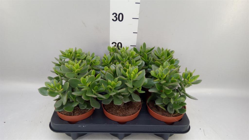 Горшечные цветы и растения оптом Crassula minova Magic от 6шт из Голландии с доставкой по России