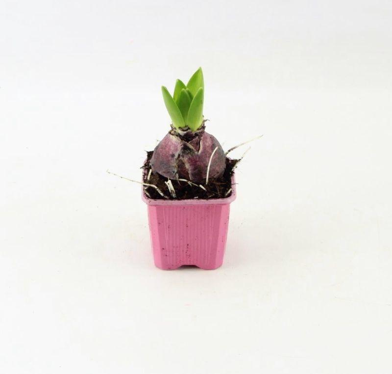 Горшечные цветы и растения оптом Hyacinthus Pink Pearl от 24шт (для телеги) из Голландии с доставкой по России