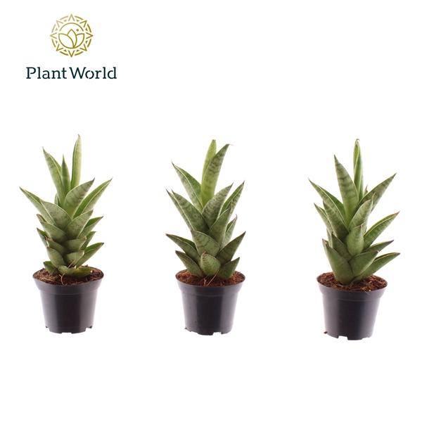 Горшечные цветы и растения оптом Sansevieria Starshooter (decorum) от 16шт (для телеги) из Голландии с доставкой по России