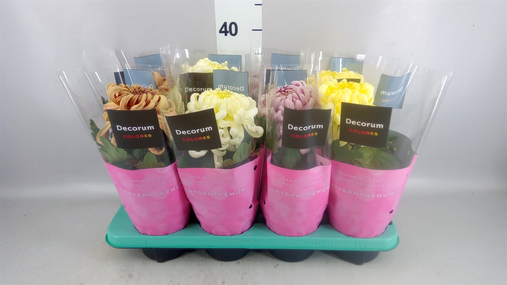 Горшечные цветы и растения оптом Chrysanthemum vienna Coco ..mix от 8шт из Голландии с доставкой по России