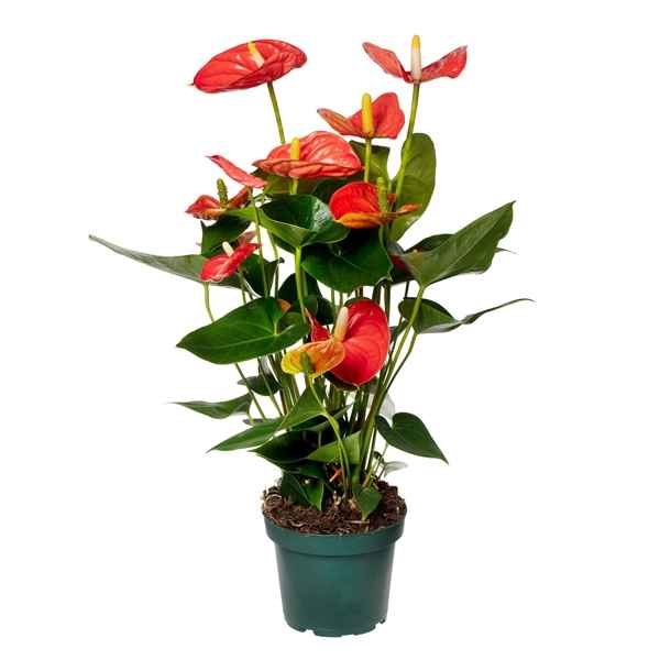 Горшечные цветы и растения оптом Anth An Sierra Orange 5+ (amazone) от 7шт из Голландии с доставкой по России