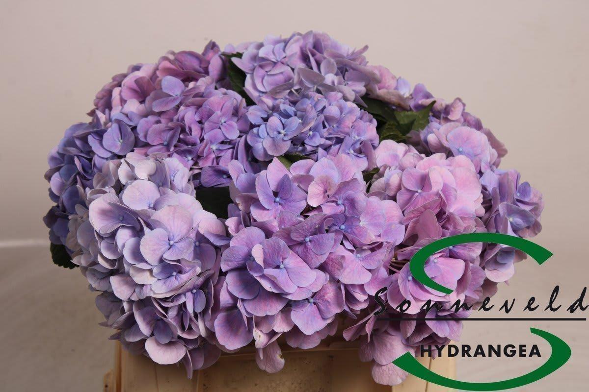 Срезанные цветы оптом Hydrangea marsepein blue от 10шт из Голландии с доставкой по России