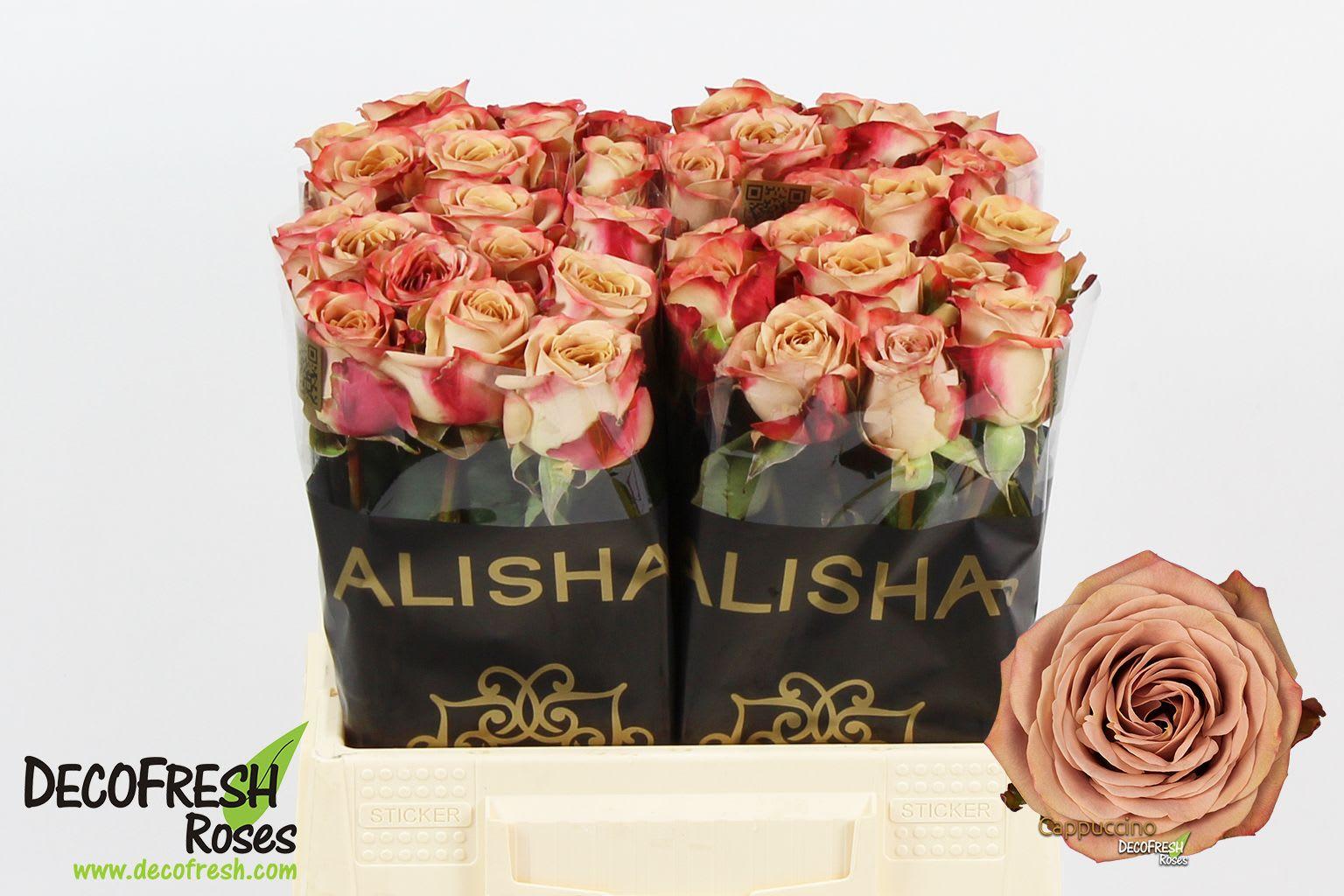 Срезанные цветы оптом Rosa large cappuccino A от 40шт из Голландии с доставкой по России