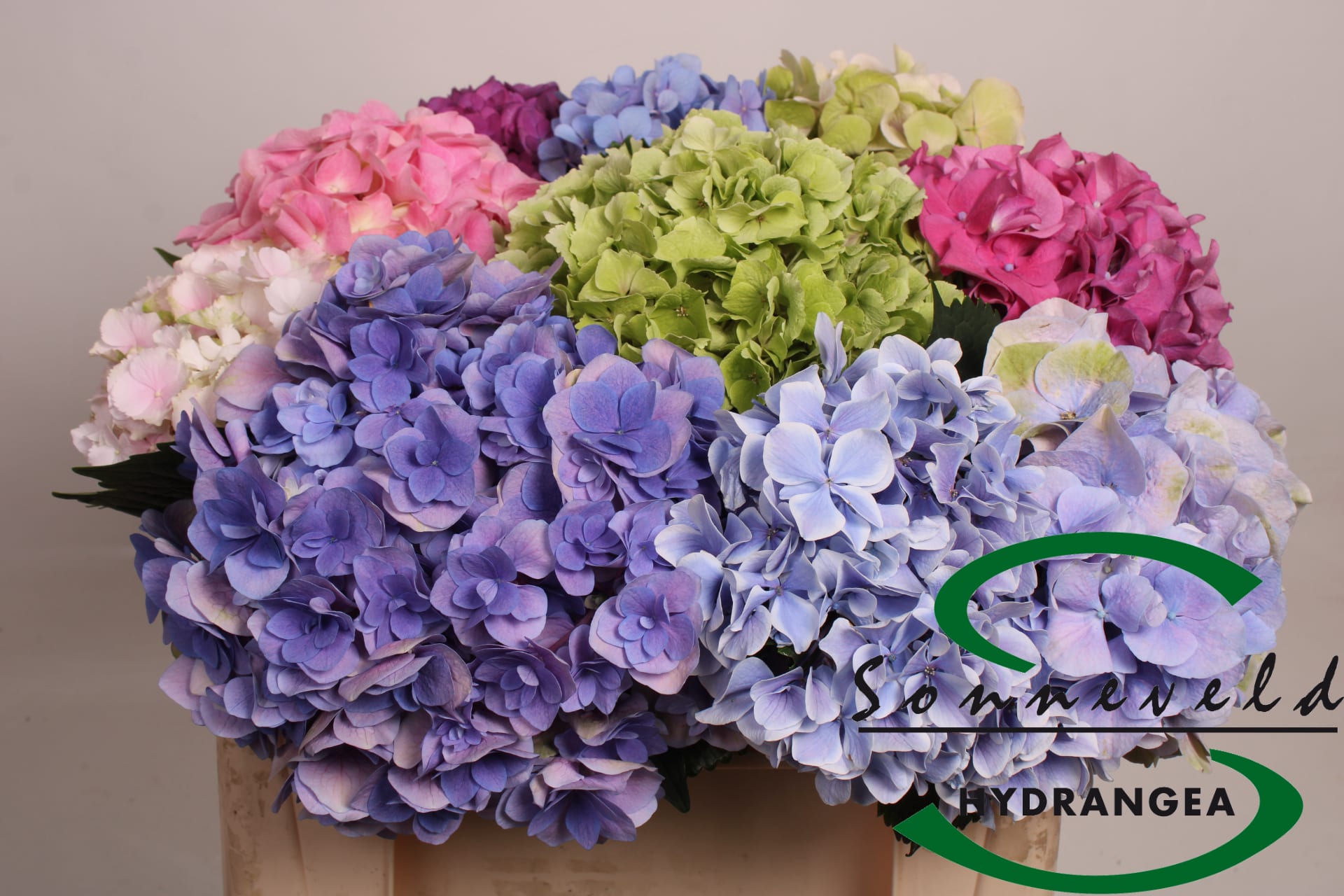 Срезанные цветы оптом Hydrangea mix in bucket от 10шт из Голландии с доставкой по России