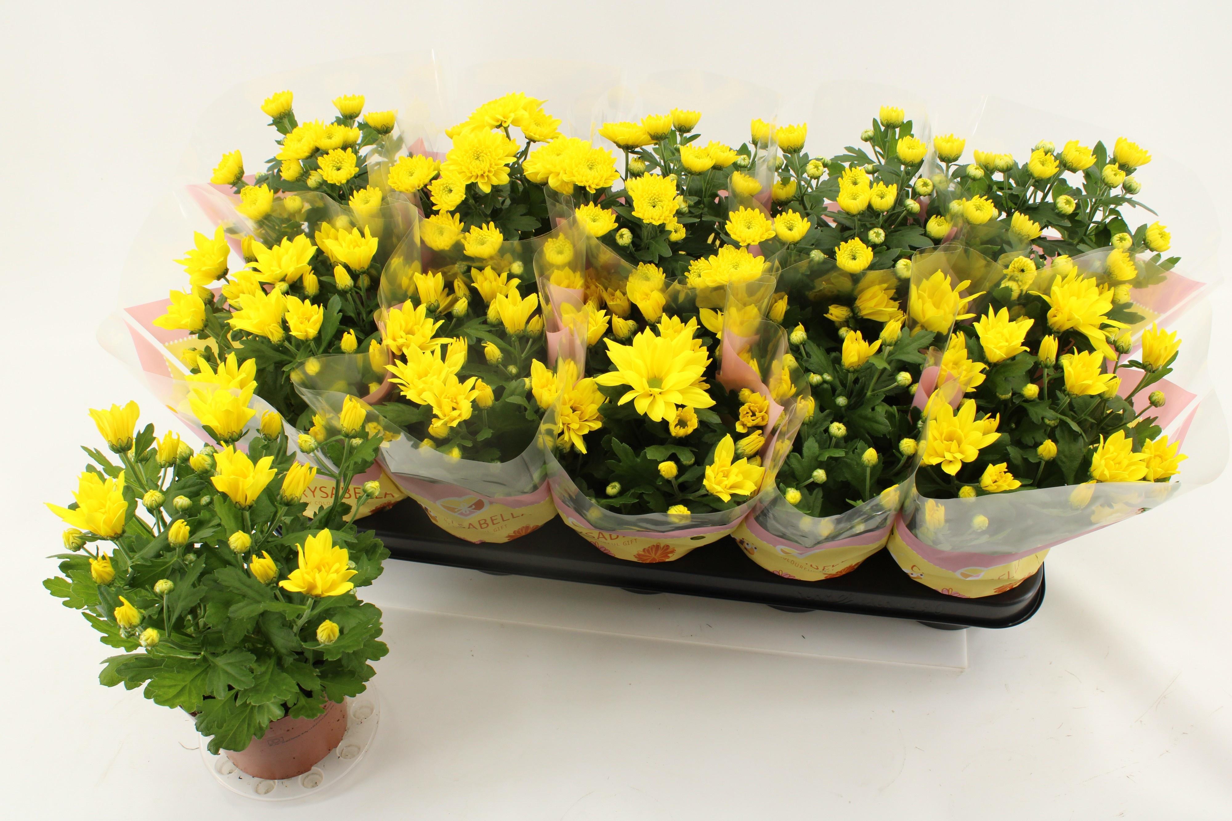 Горшечные цветы и растения оптом Chrys Art Spiderman от 10шт из Голландии с доставкой по России