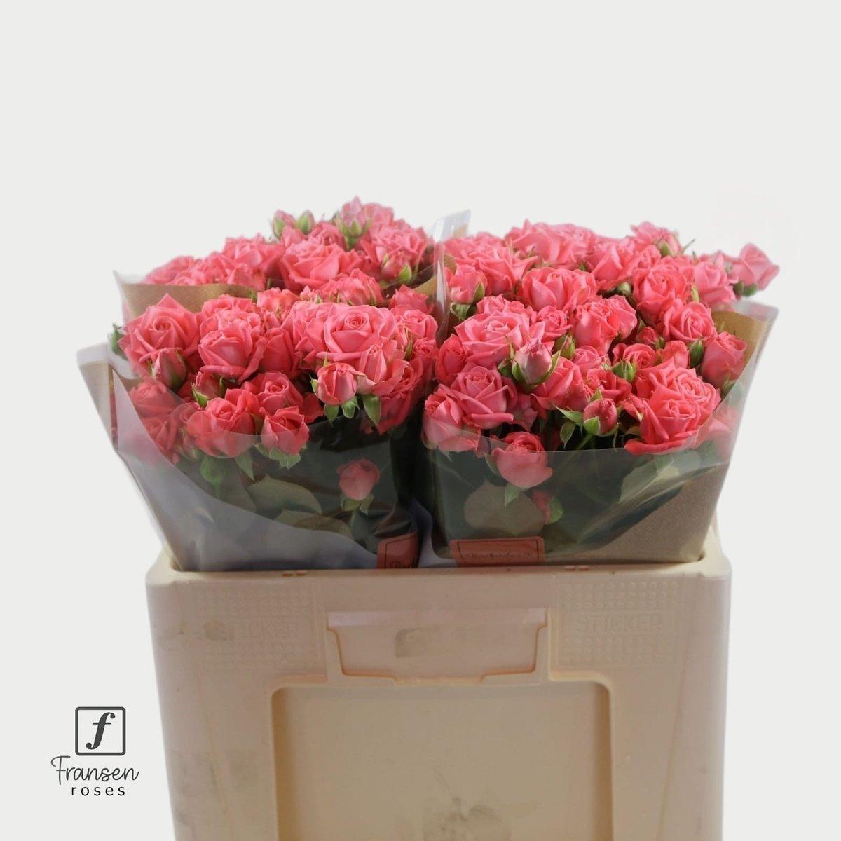 Срезанные цветы оптом Rosa spray barbados от 50шт из Голландии с доставкой по России