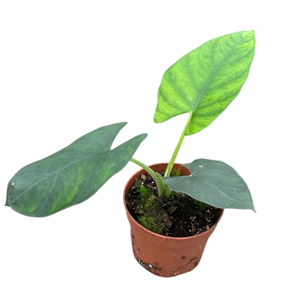 Горшечные цветы и растения оптом Alocasia Scabriuscula от 1шт (для телеги) из Голландии с доставкой по России