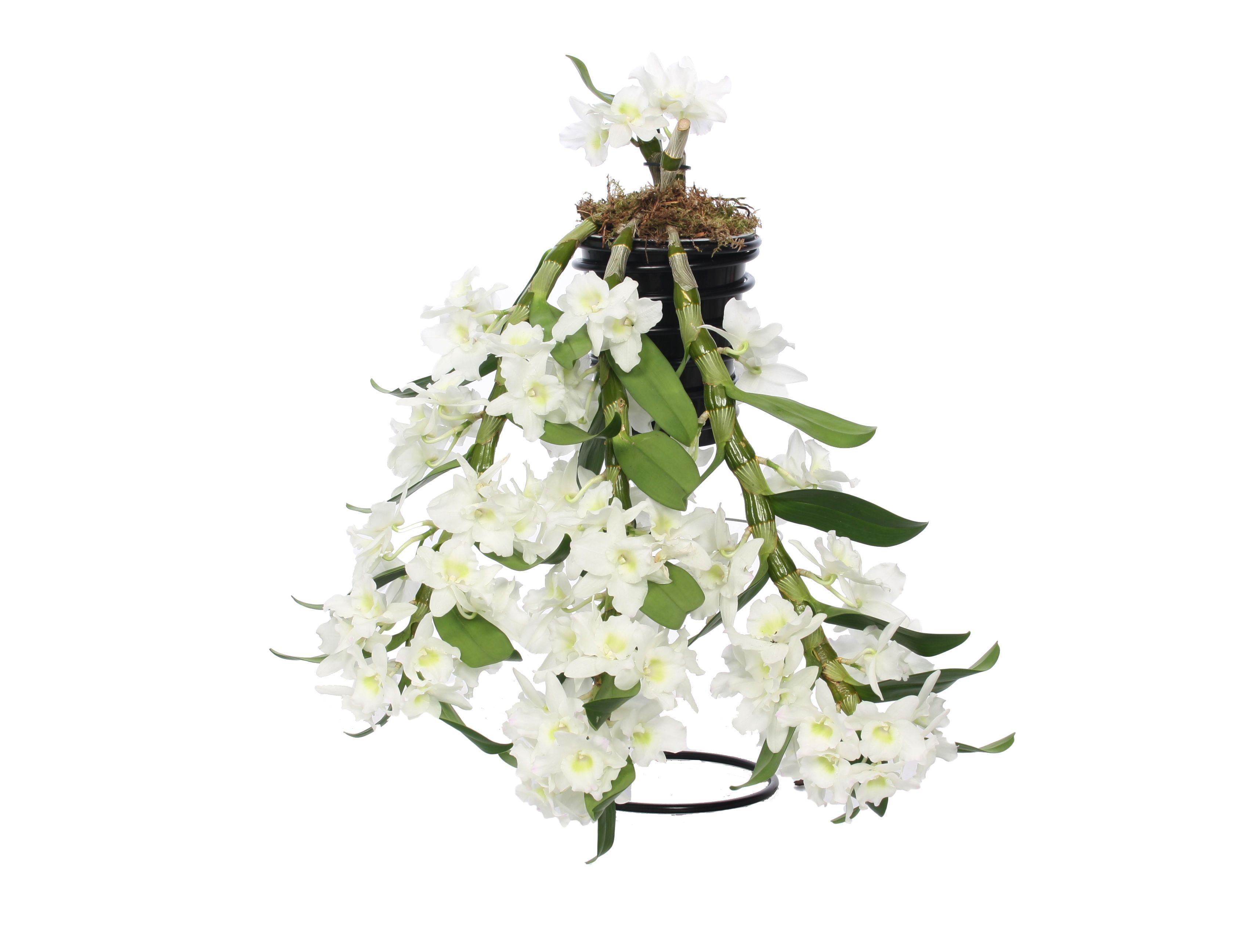 Горшечные цветы и растения оптом Dendr Nob Apollon Special Flower Shower от 2шт из Голландии с доставкой по России