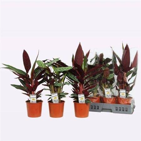 Горшечные цветы и растения оптом Calathea Mix от 6шт из Голландии с доставкой по России