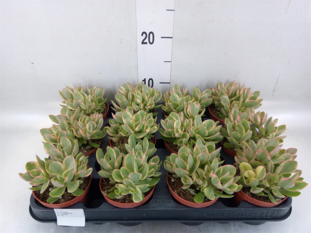 Горшечные цветы и растения оптом Crassula   ... от 12шт (для телеги) из Голландии с доставкой по России