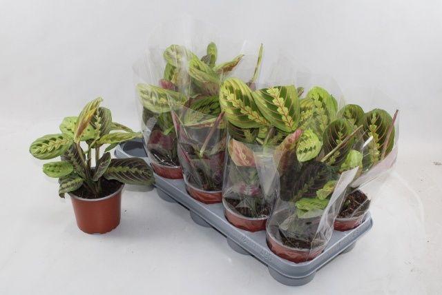 Горшечные цветы и растения оптом Maranta Fascinator от 10шт из Голландии с доставкой по России