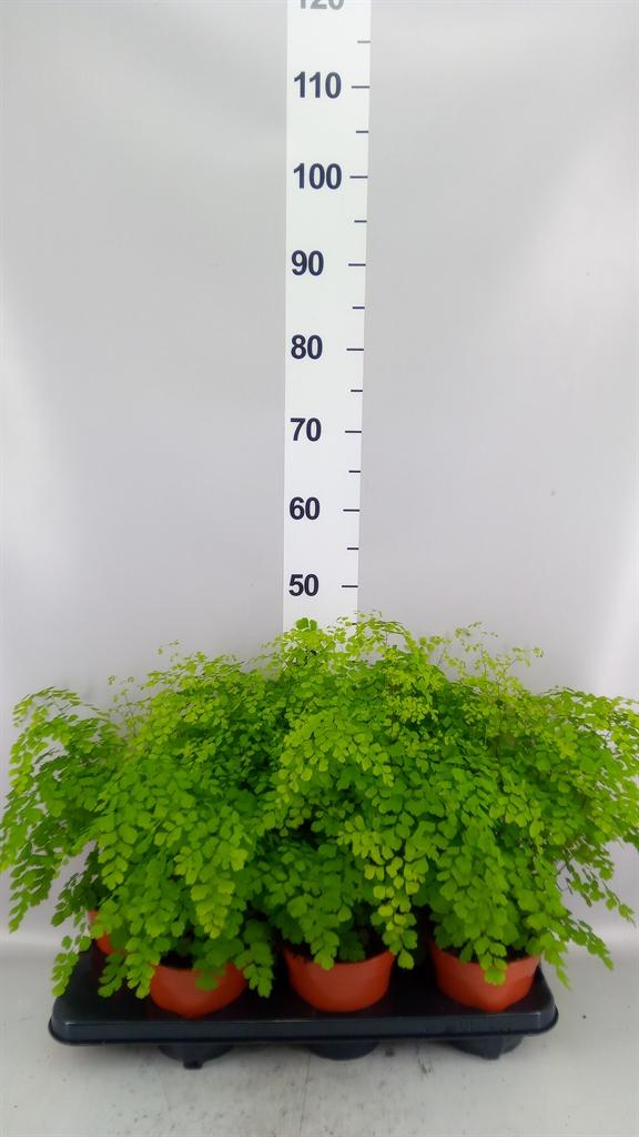 Горшечные цветы и растения оптом Adiantum Raddi. fragrans A от 6шт из Голландии с доставкой по России