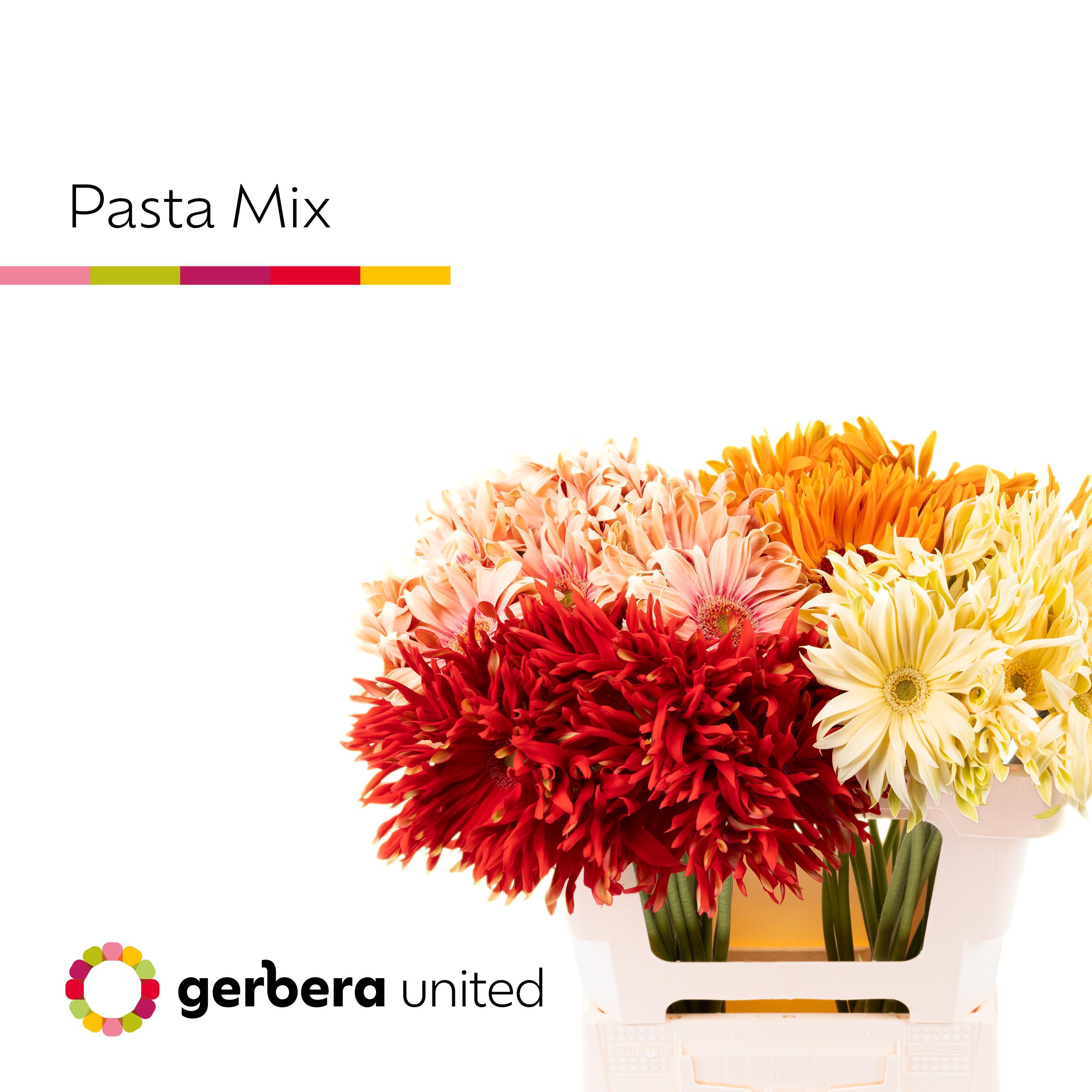 Срезанные цветы оптом Gerbera pasta mix от 40шт из Голландии с доставкой по России