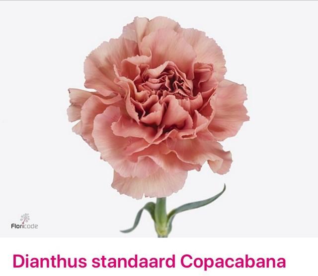 Срезанные цветы оптом Dianthus st honey от 80шт из Голландии с доставкой по России
