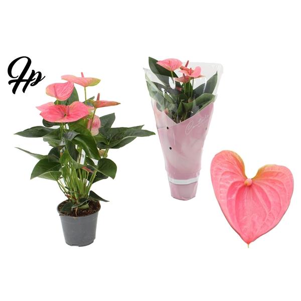 Горшечные цветы и растения оптом Anth An Sweet Dream 5+couture от 8шт из Голландии с доставкой по России