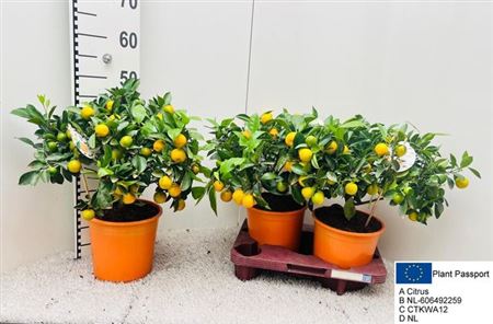 Горшечные цветы и растения оптом Citrus Calamondin Bush/stem (s2) от 2шт (для телеги) из Голландии с доставкой по России