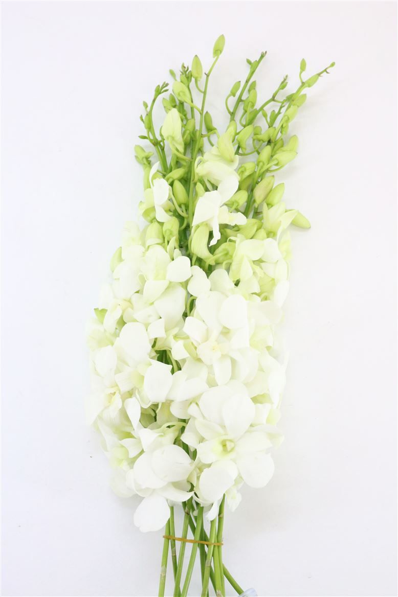 Срезанные цветы оптом Dendrobium big white (madame pompadour) от 70шт из Голландии с доставкой по России