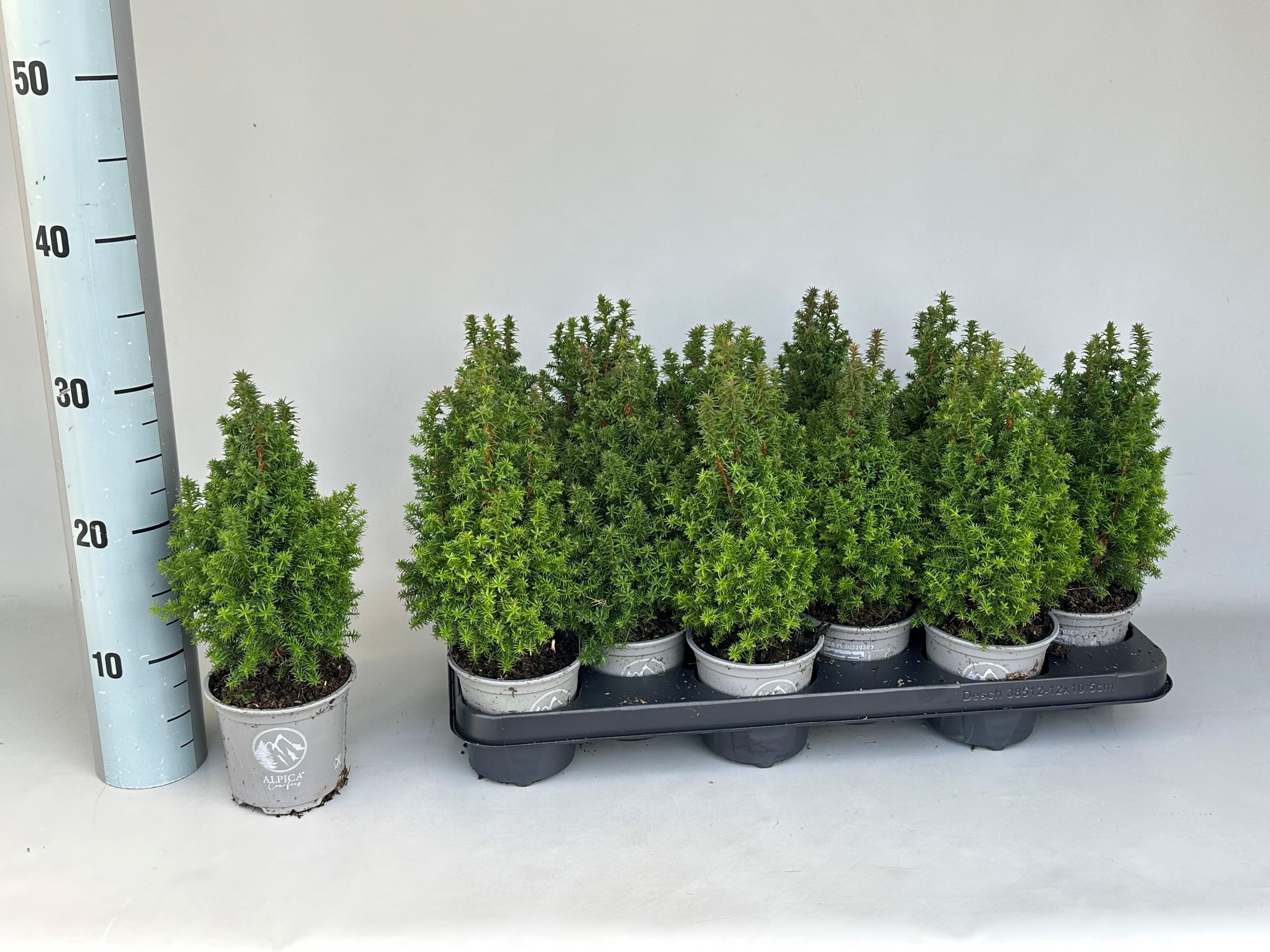 Горшечные цветы и растения оптом Chamaecyparis Thy. Alpica от 12шт из Голландии с доставкой по России