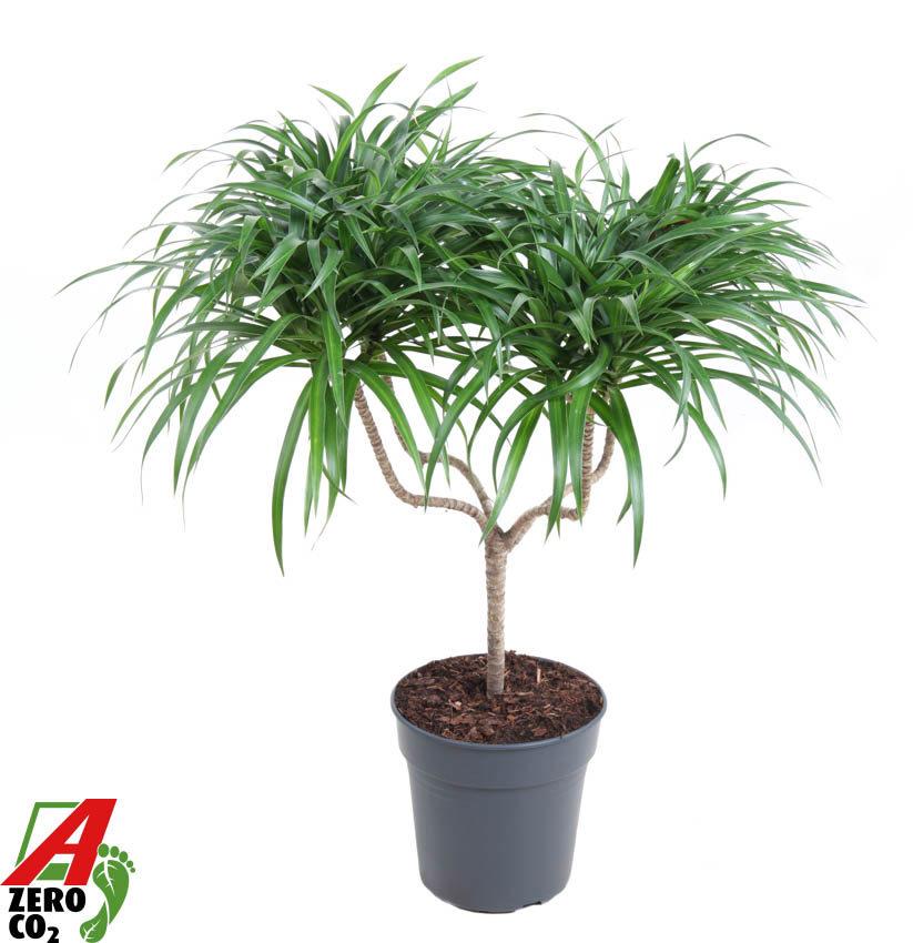 Горшечные цветы и растения оптом Drac Anita Varriegata Candle от 1шт из Голландии с доставкой по России