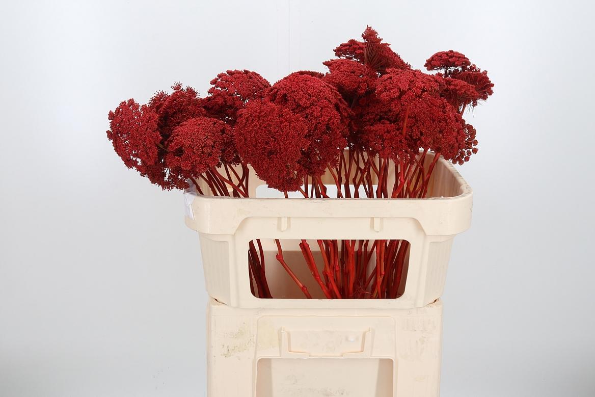 Срезанные цветы оптом Ammi seed paint red от 50шт из Голландии с доставкой по России