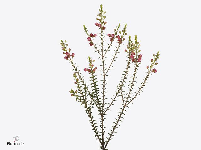 Срезанные цветы оптом Chamecordia rey от 50шт из Голландии с доставкой по России