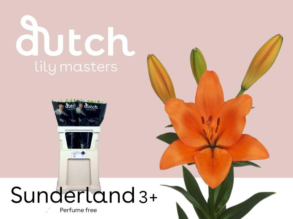 Срезанные цветы оптом Lilium la sunderland от 60шт из Голландии с доставкой по России