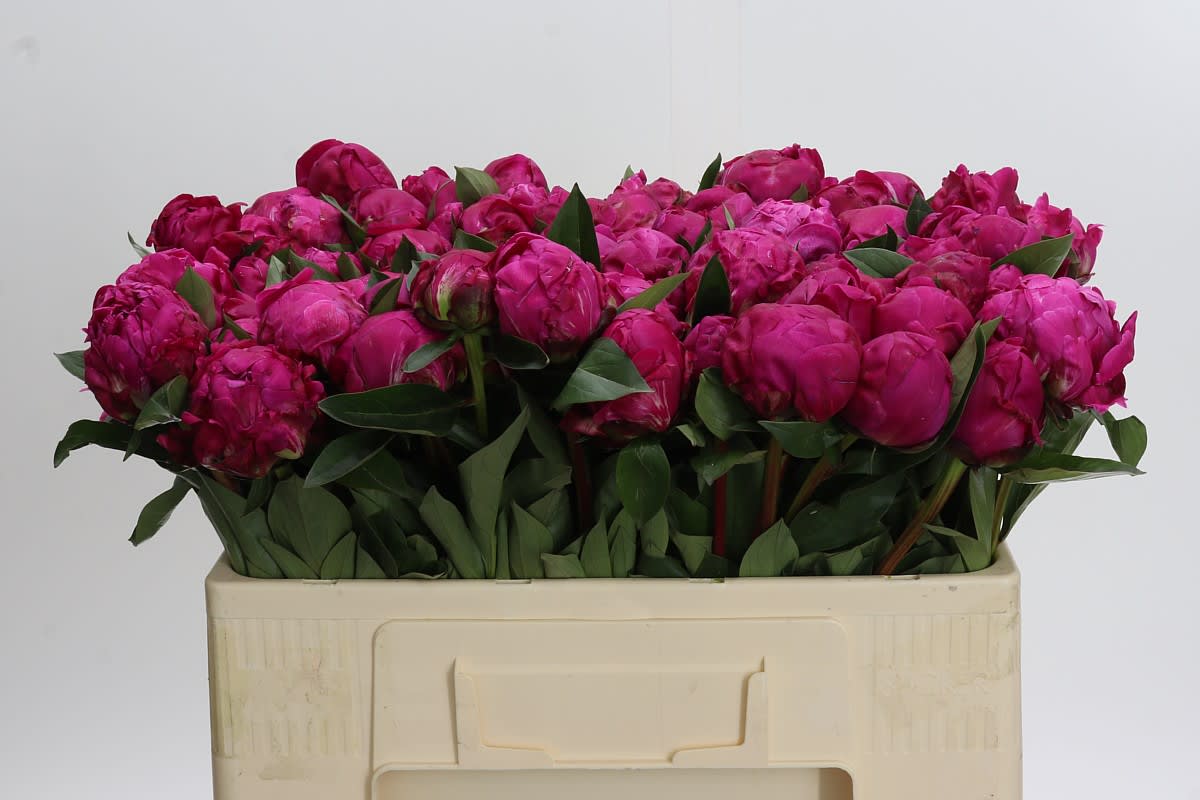 Срезанные цветы оптом Paeonia red sarah bernhardt от 80шт из Голландии с доставкой по России