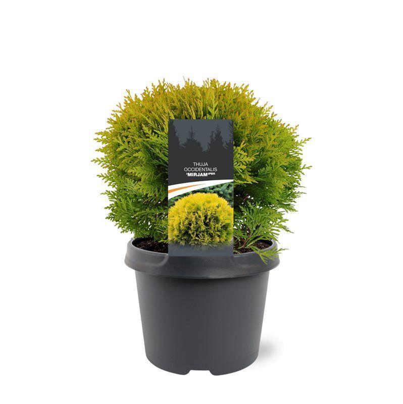 Горшечные цветы и растения оптом Thuja Occ Mirjam от 1шт из Голландии с доставкой по России