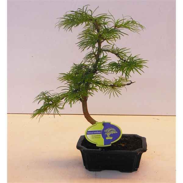 Горшечные цветы и растения оптом Bonsai Pseudolarix Amabilis 15 Cm Shape от 8шт из Голландии с доставкой по России