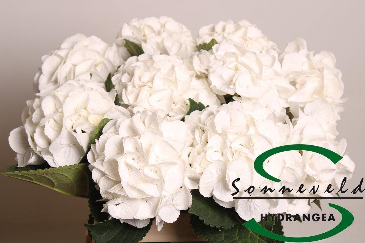 Срезанные цветы оптом Hydrangea royal princess от 10шт. из Голландии с доставкой по России