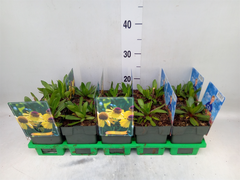 Горшечные цветы и растения оптом Helenium   ... от 10шт из Голландии с доставкой по России