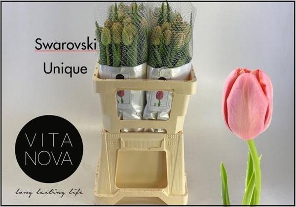 Срезанные цветы оптом Tulipa fre borgo vodice от 40шт из Голландии с доставкой по России