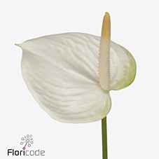 Срезанные цветы оптом Anthurium love white от 40шт из Голландии с доставкой по России