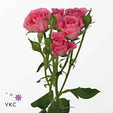 Срезанные цветы оптом Rosa sp twinkle bride от 60шт из Голландии с доставкой по России