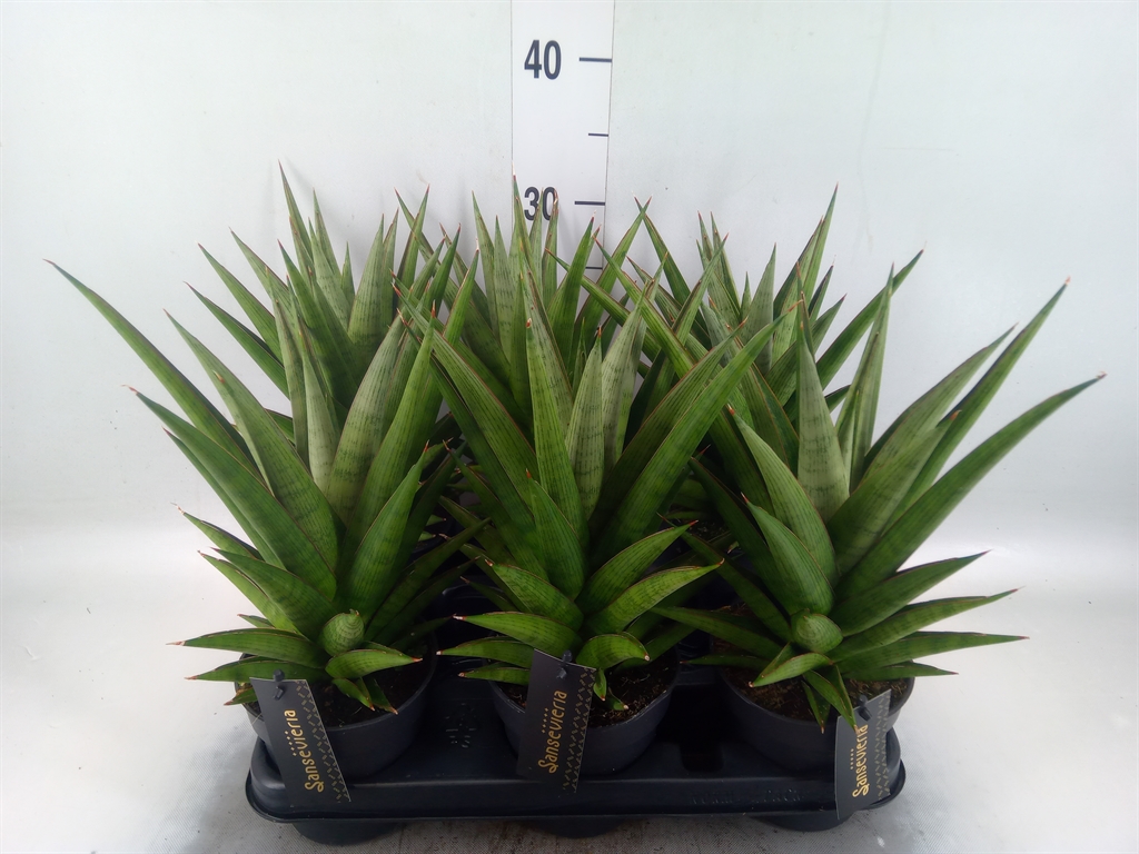 Горшечные цветы и растения оптом Sansevieria   ... от 6шт из Голландии с доставкой по России