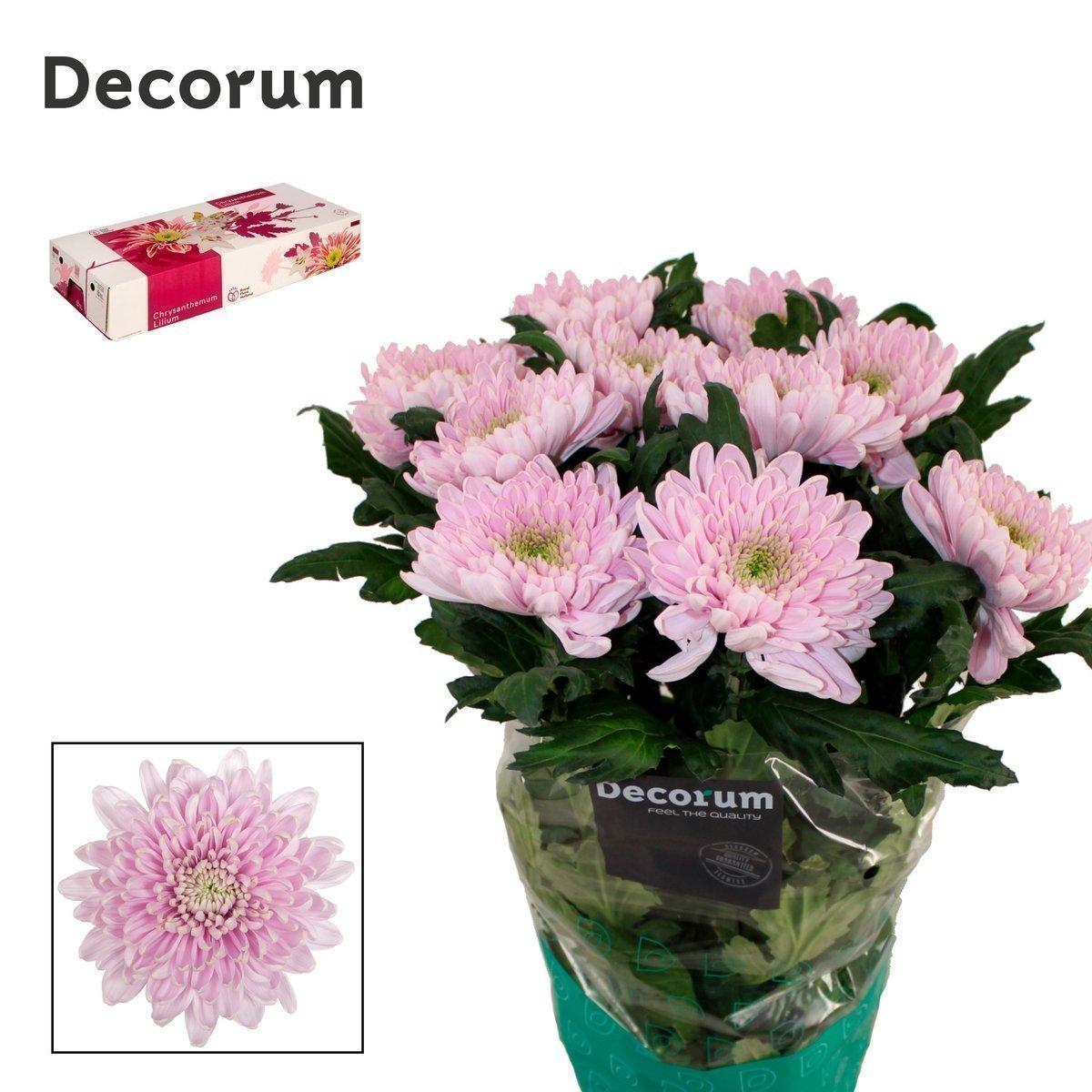 Срезанные цветы оптом Chrys bl rossano от 40шт. из Голландии с доставкой по России