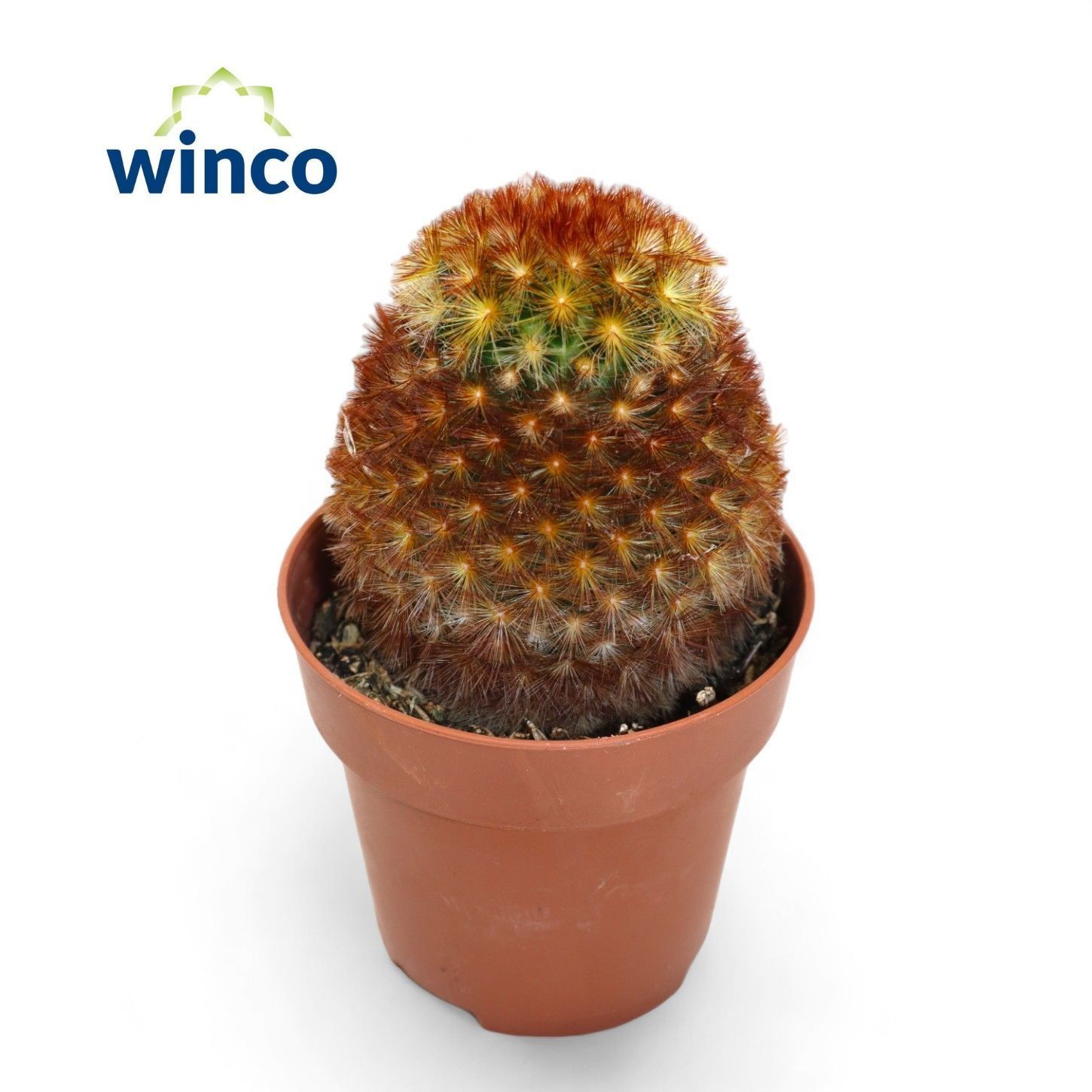 Горшечные цветы и растения оптом Mamm Ov от 18шт (для телеги) из Голландии с доставкой по России