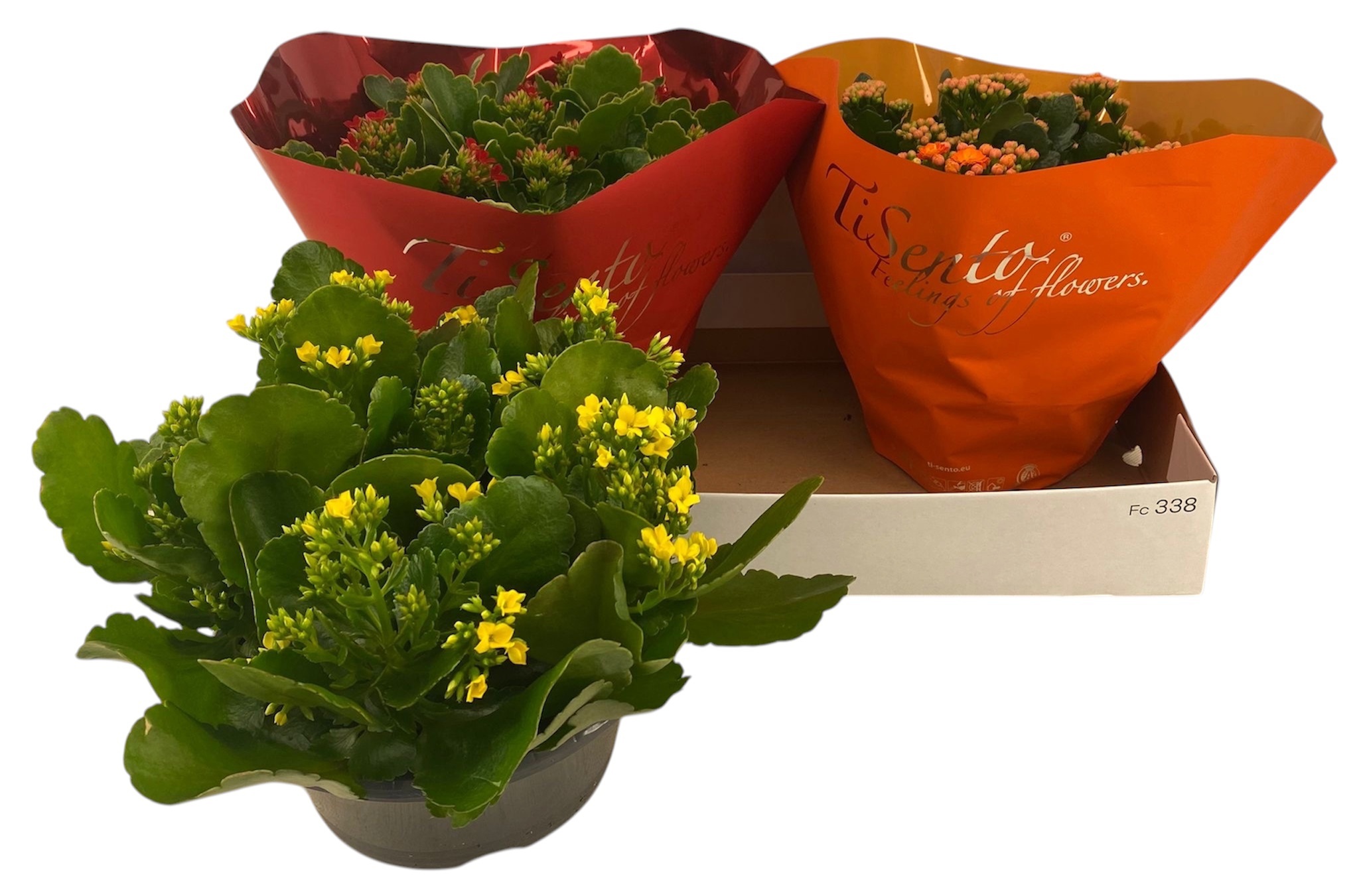 Горшечные цветы и растения оптом Kal Ge Gem от 3шт из Голландии с доставкой по России