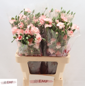 Срезанные цветы оптом Dianthus sp fancy amelie от 60шт из Голландии с доставкой по России