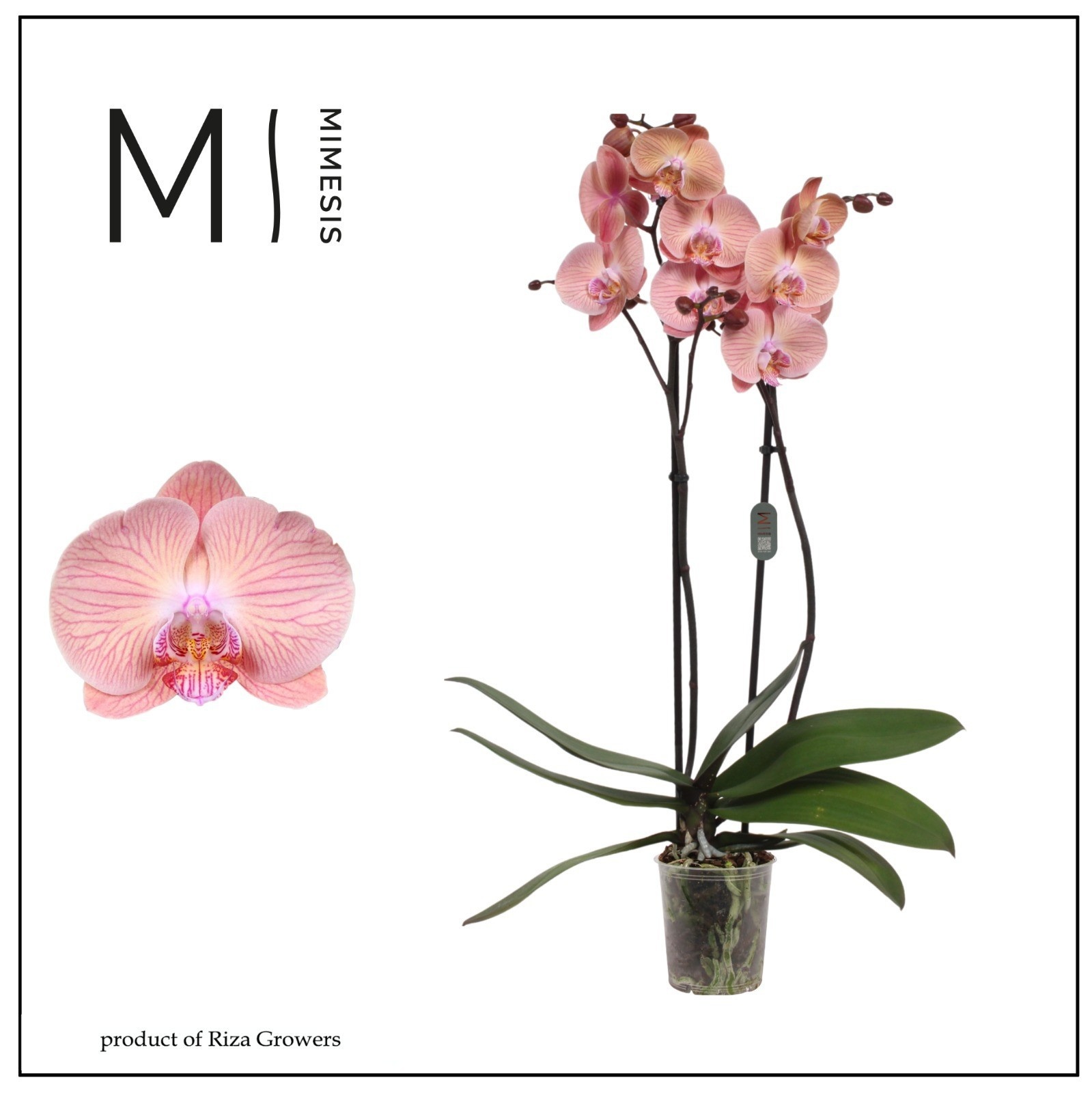 Горшечные цветы и растения оптом Phal Ov Oranje от 10шт из Голландии с доставкой по России