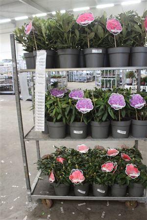 Горшечные цветы и растения оптом Rhod Ya Outdoor Vrije Kleuren от 1шт из Голландии с доставкой по России