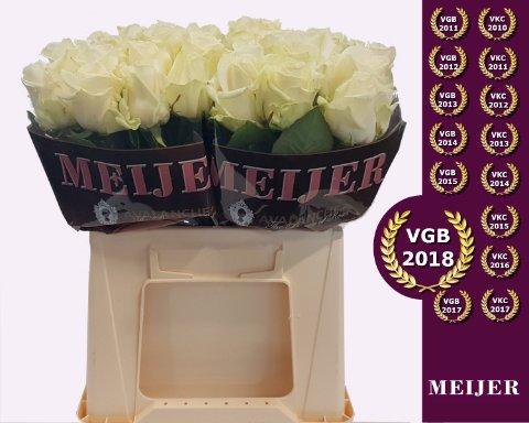Срезанные цветы оптом Rosa large avalanche+ Meijer от 40шт из Голландии с доставкой по России