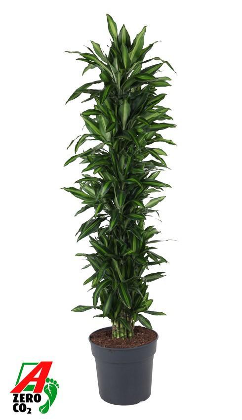Горшечные цветы и растения оптом Dracaena Silindo Vertakt P34 от 1шт из Голландии с доставкой по России