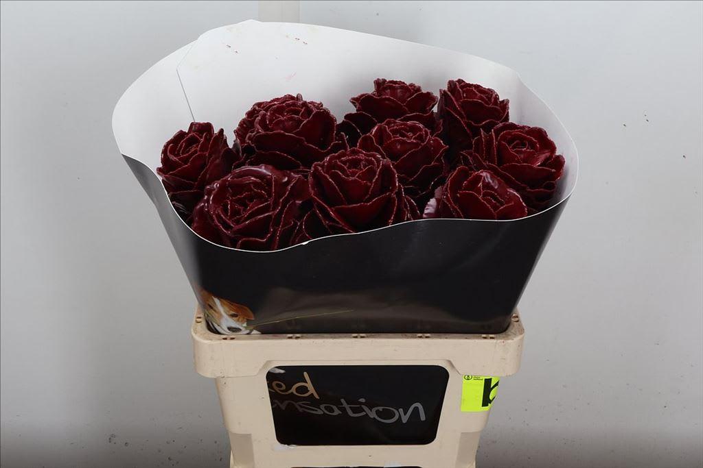 Срезанные цветы оптом Brassica wax bordeaux от 10шт из Голландии с доставкой по России