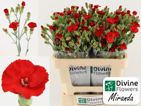 Срезанные цветы оптом Dianthus sp solandis heartfly от 60шт из Голландии с доставкой по России