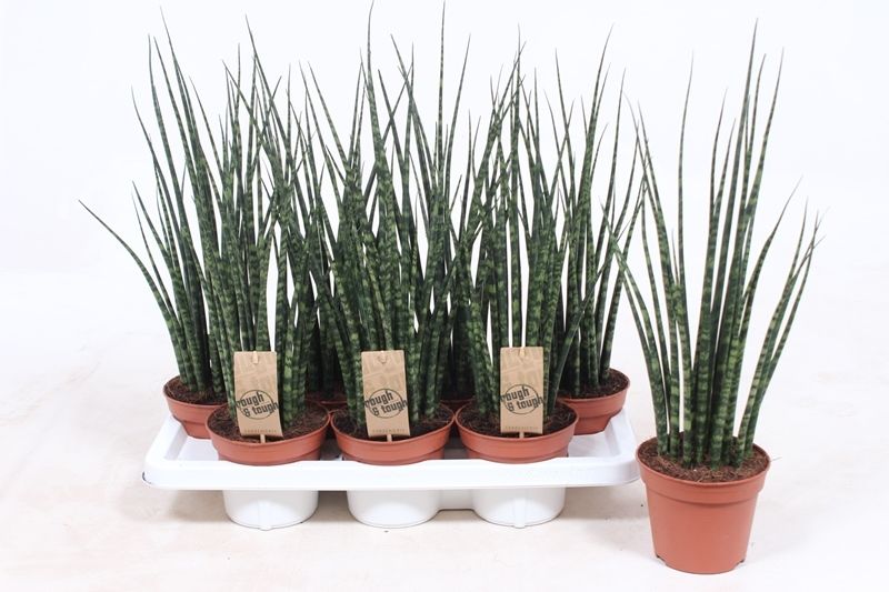 Горшечные цветы и растения оптом Sansevieria Fernwood Mikado от 7шт из Голландии с доставкой по России
