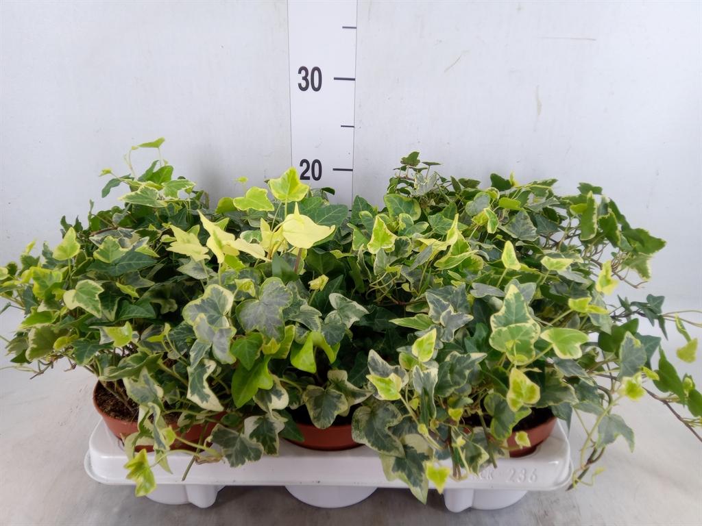 Горшечные цветы и растения оптом Hedera   ...variegated от 6шт из Голландии с доставкой по России