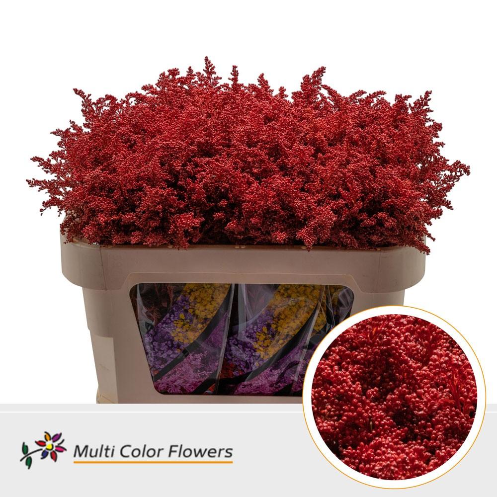 Срезанные цветы оптом Solidago paint red A от 100шт из Голландии с доставкой по России