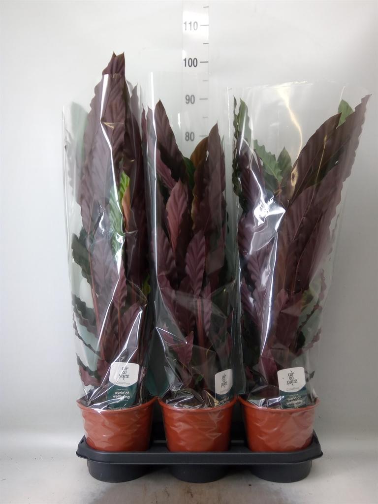 Горшечные цветы и растения оптом Calathea Rufibarba от 3шт из Голландии с доставкой по России