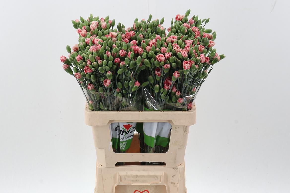 Срезанные цветы оптом Dianthus sp hipster от 100шт из Голландии с доставкой по России